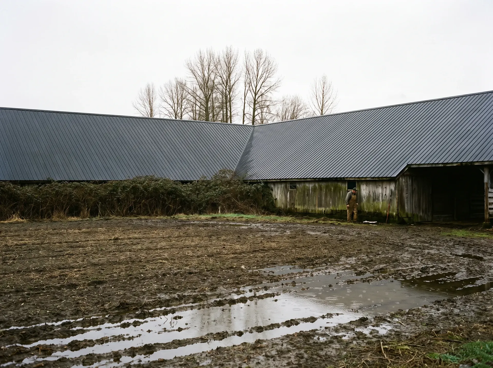 Farm outbuilding with a ribbed metal roof in the Nooksack valley near Everson