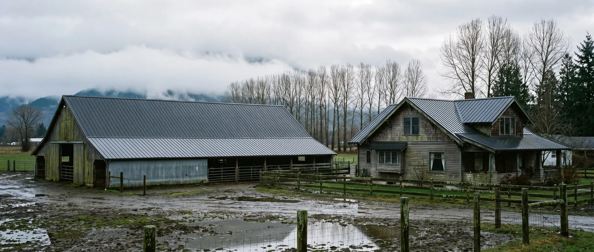 Dairy barn and farmhouse with long metal roofs in the fields near Lynden